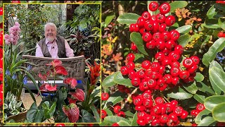 PYRACANTHA ou BUISSON ARDENT  ARBUSTE PERSISTANT SPECTACULAIRE ET DÉFENSIF Le Quotidien du Jardin [upl. by Roberto940]