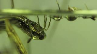 Backswimmer Bug Notonecta glauca [upl. by Ecnedac]