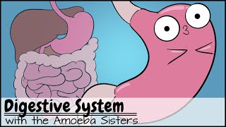 Digestive System [upl. by Marve]