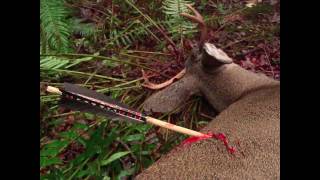 Primitive Archery Hunting for Deer Otzi Arrow Ishi Arrow Traditional Bowhunting [upl. by Neleh]