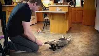 9 Week Old German Shepherd Puppy Learns Roll Over [upl. by Nnaassilem]