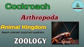 Cockroach  Important Questions Periplaneta americana Arthropoda zoology [upl. by Aleahc361]