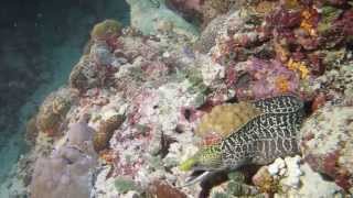 Octopus vs Moray Eel in Veliganu North Part Two [upl. by Sedecrem]