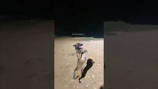 Serbian Dance Lady with Dogs🫣dancelady serbianlady shorts dog [upl. by Siramaj]