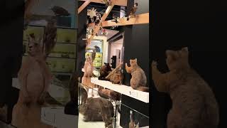 Embalmed Animals display preserved asmrsounds shorts [upl. by Hammerskjold]