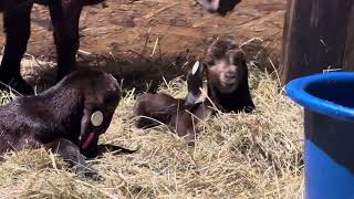 Naissance Kalahari red boer goats [upl. by Gnoud295]