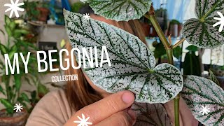 My Begonia Collection  Begonia Care Guide [upl. by Bindman]