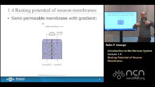 nanoHUBU Bioelectricity L14 The Nervous System  Resting Potential of Neuron Membranes [upl. by Tterab656]