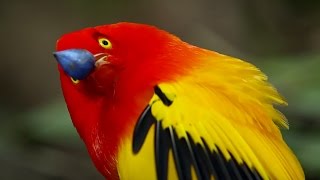 The Bowerbirds Grand Performance  Life Story  BBC Earth [upl. by Frederica408]