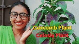 ਮੁਰਗਾ ਕਲਗੀ ਬੂਟੇ ਦੀ ਦੇਖਭਾਲ  Celosia Plant Care  Coxcomb Flower Tips  OrganicGardening1918 [upl. by Harshman]