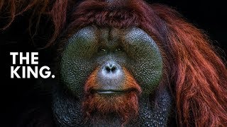 Orangutan King of the Treetops [upl. by Berkley505]