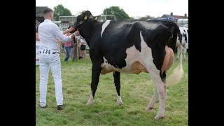 Ayr Show 2024 Holstein Heifer inMilk Class1st Hydaways Sidekick Pamela M Bryson [upl. by Sand72]