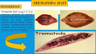 Trematoda Hati  Karlina [upl. by Simetra]