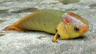 See Walking Fish That Walks On Land  Simple Countryside Life [upl. by Eillah]