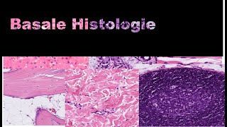 Basale histologie [upl. by Animlehliw]