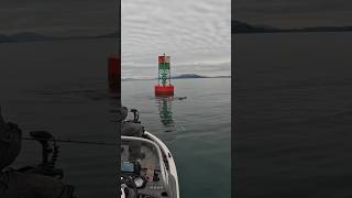 🦭Harassed While Fishing fishing lingcod saltwater pugetsound whidbeyisland rockfish shorts [upl. by Enieledam]