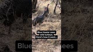 Blue Heeler Encounters Wild Turkeys Sounds  wildlifeanimals [upl. by Anert]