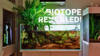 Epic Blackwater Biotope Aquarium  Cinematic 4K [upl. by Vassili149]