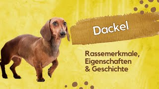 🐾Dackel Rassemerkmale Temperament und Pflege leicht erklärt 🐾 [upl. by Armat]