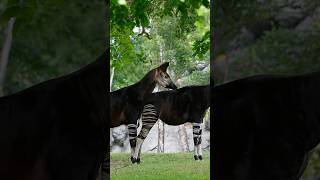 The Fascinating World of Okapi shorts [upl. by Assirrem140]