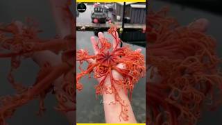 ये Creature आपको करोड़पती बना सकता है 😱  Basket Stars [upl. by Durkin943]