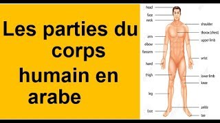 Les parties du corps humain en arabe avec images  أجزاء جسم الإنسان بالعربية مع الصور [upl. by Elysia319]