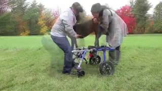 How to Put Your Dog into the Full Support4Wheel Walkin Wheels [upl. by Ariamo239]