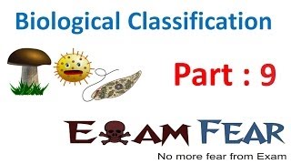 Biology Biological Classification part 9 Protista  Characteristics CBSE Class 11 XI [upl. by Daahsar]