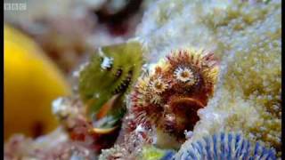 Coral reef wonderland  Wild Indonesia  BBC [upl. by Nauquf]