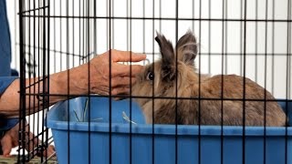 How to Make a Rabbit Less Aggressive  Pet Rabbits [upl. by Schulze318]