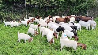 Dorpers Kalahari red and Boer goats  This consignment arrived on 3rd June2024 [upl. by Manya]