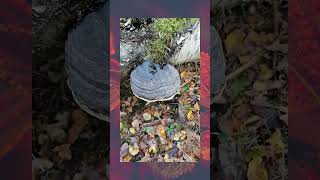 HORSES HOOF FUNGUS  Fomes fomentarius [upl. by Drallim]