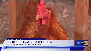 What you need to know Wildlife experts warn of rising bird flu cases in Virginia [upl. by Mharba613]