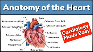 Anatomy of the Heart Structures and Blood Flow Cardiology Made Easy [upl. by Nivalc]