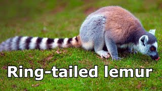 Ringtailed Lemur Sounds and Pictures  Learn The Sound A Ringtailed lemur Makes  Animal Sounds [upl. by Gregrory]