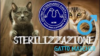 46  La Sterilizzare del gatto maschio ecco cosa devi sapere [upl. by Avitzur135]