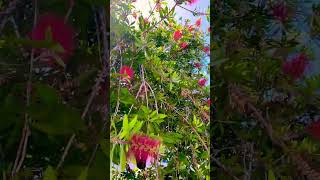 Callistemon Bottlebrush tree urbantree urbannature trees [upl. by Ymeon]