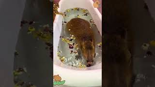 A Pet Capybara Enjoys Her Flower Bathing cute capybara pets [upl. by Devon]