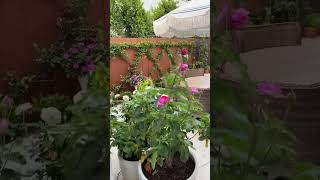 Star Jasmine espalier and roses update homeandgarden fyp espalier starjasmine roses garden [upl. by Vasiliu822]