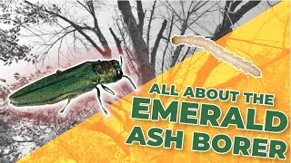 All About the Emerald Ash Borer and Treatments to Combat it [upl. by Bouzoun]