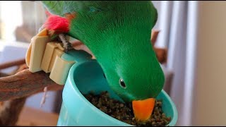 3 Myths About The Eclectus Parrot Diet  What Should Eclectus Parrots Really Eat [upl. by Fogarty363]