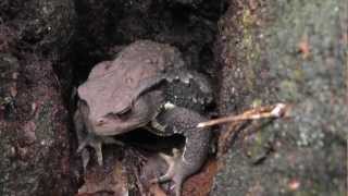 🐝 Giant Japanese Forest Toad  Species Bufo japonicus  Real Japan Monsters [upl. by Yasmine]