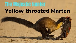 Yellowthroated marten the Majestic hunter [upl. by Gayler309]