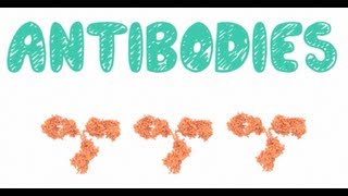 Antibodies  Biology Tutorial [upl. by Skill]