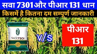 सवा 7301 vs पीआर 131 धान की 2 नई वैरायटी जानें किस्में है कितना दम PR 131 vs Sava 7301 [upl. by Anastatius671]