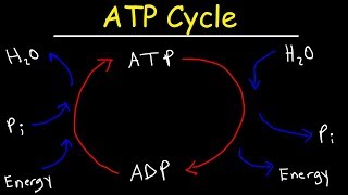 ATP Cycle [upl. by Nawor]