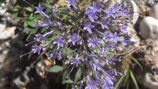 FLOR DE VIUDA Trachelium caeruleum wwwriomoroscom [upl. by Mariejeanne18]