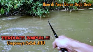 UMPAN PALING JITU IKAN TAWES SIRIP MERAH MicroFishing97 [upl. by Nigen]