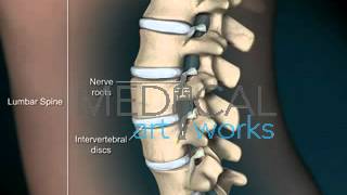 3D Medical Animation  Normal lumbar spine anatomy of a female [upl. by Inaflahk]