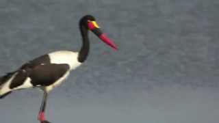 Saddlebilled Stork [upl. by Em]